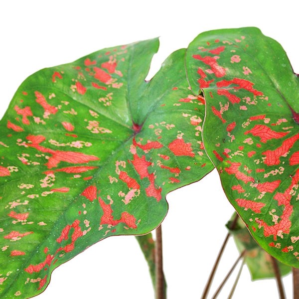 Caladium "Sparkle"