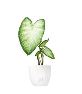 Caladium "White marble"