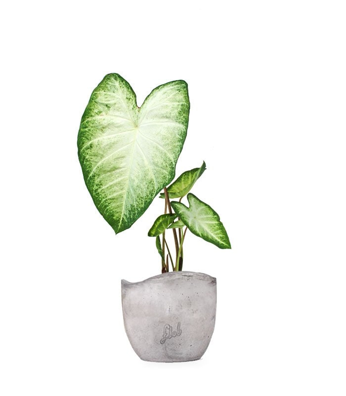Caladium "White marble"