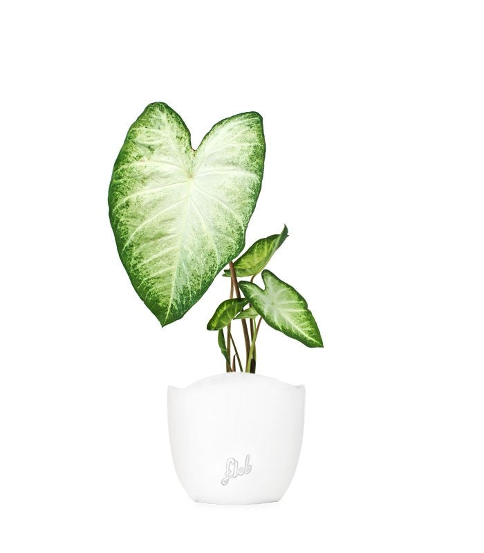 Caladium "White marble"