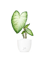 Caladium "White marble"