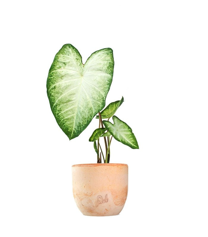 Caladium "White marble"