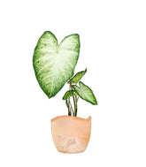 Caladium "White marble"