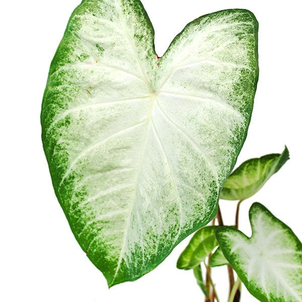 Caladium "White marble"