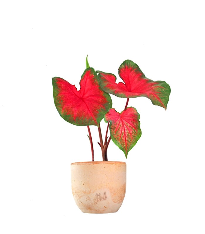 Caladium bicolor