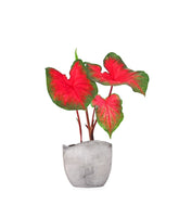 Caladium bicolor