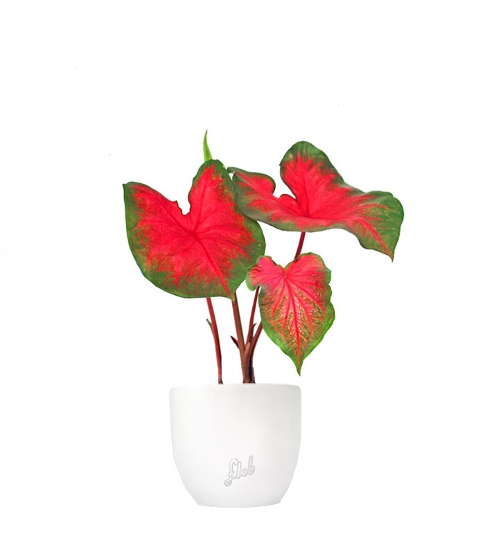 Caladium bicolor