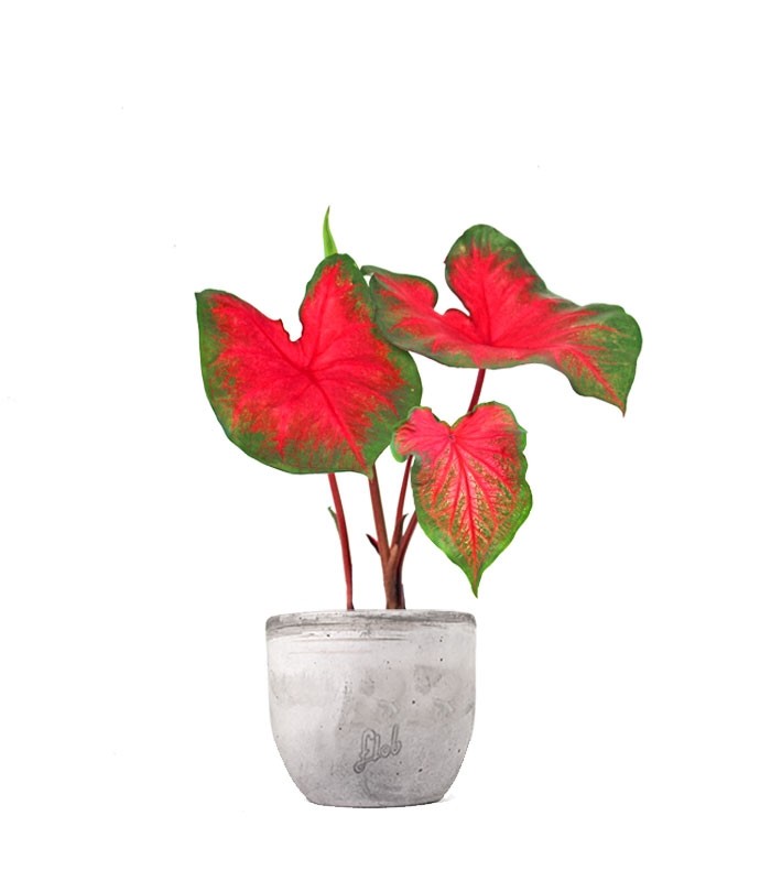 Caladium bicolor