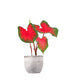 Caladium bicolor