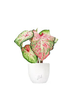Caladium Picturatum