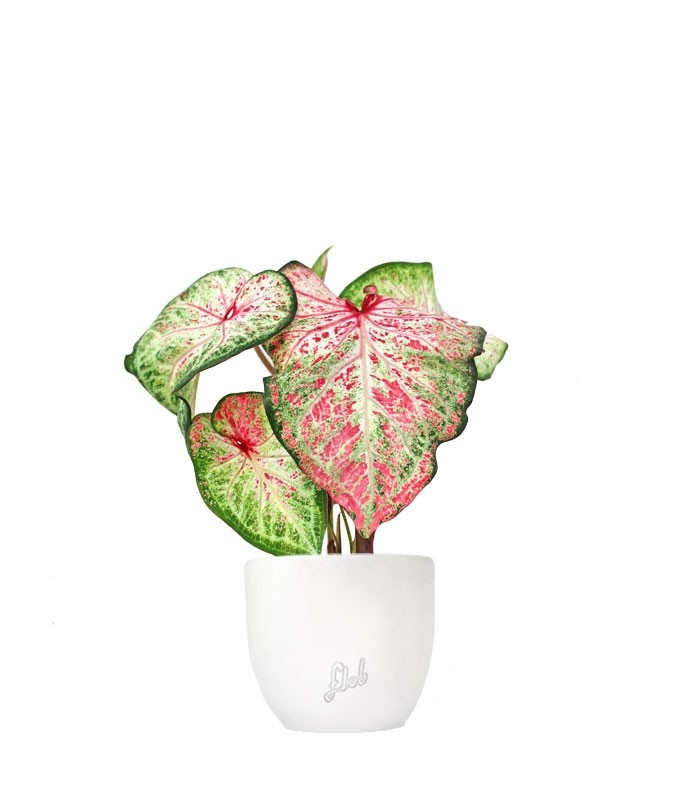 Caladium Picturatum