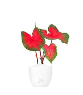 Caladium bicolor