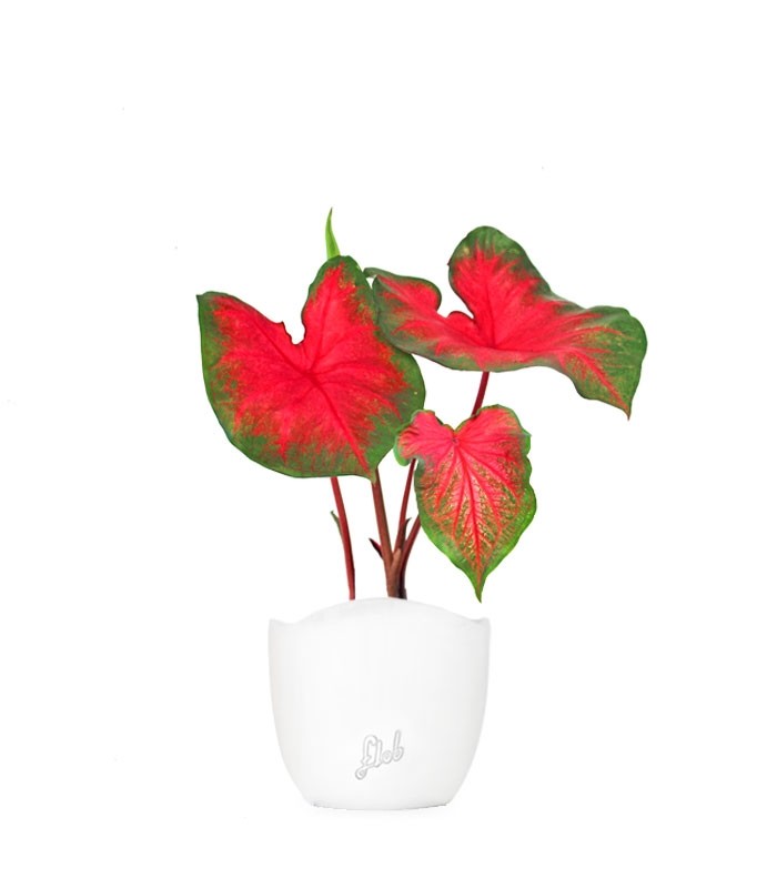 Caladium bicolor