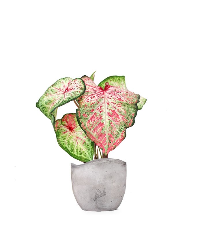 Caladium Picturatum