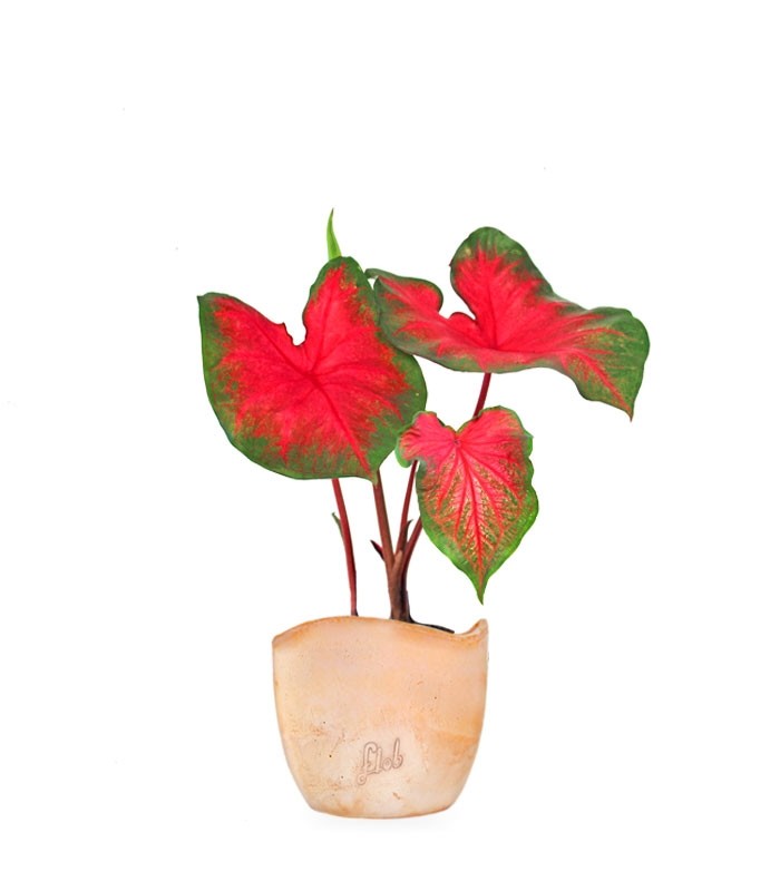Caladium bicolor