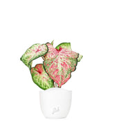 Caladium Picturatum