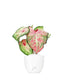 Caladium Picturatum