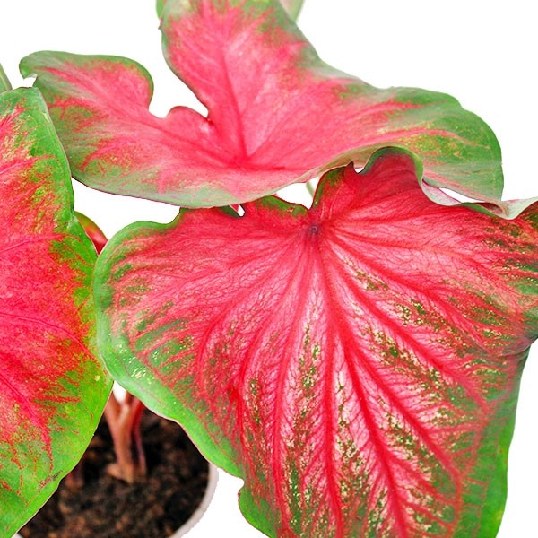 Caladium bicolor