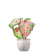 Caladium Picturatum