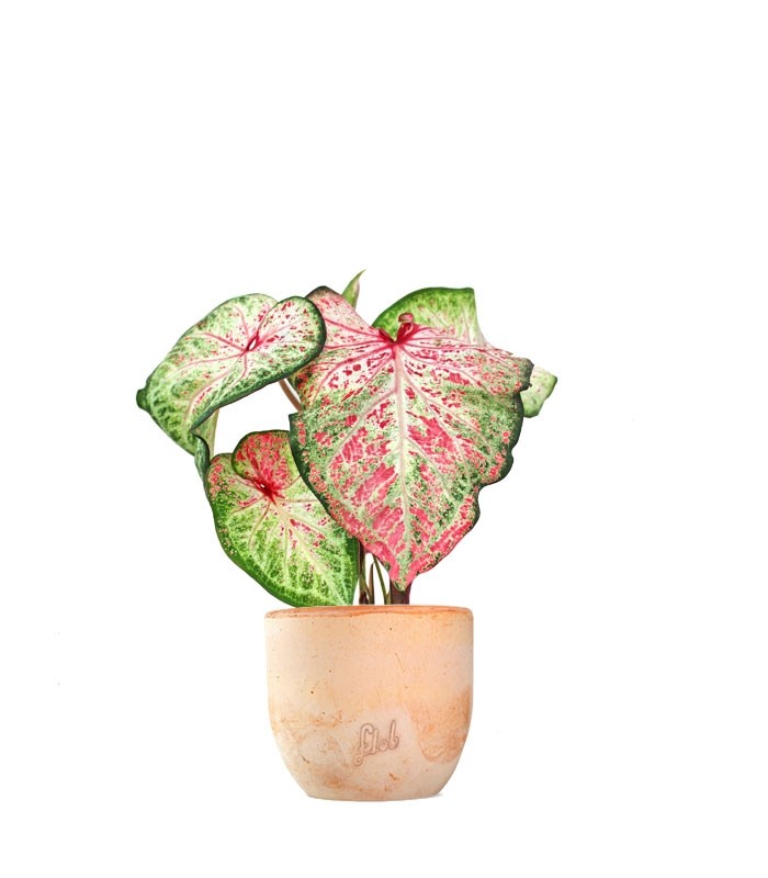 Caladium Picturatum