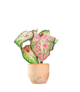 Caladium Picturatum