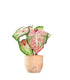 Caladium Picturatum