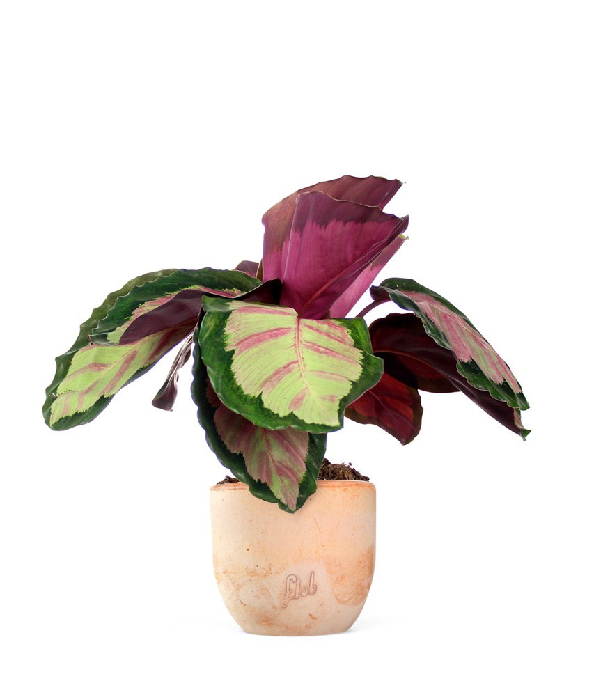 Calathea