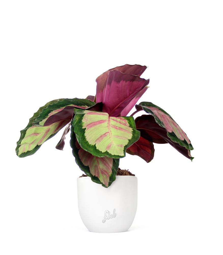 Calathea