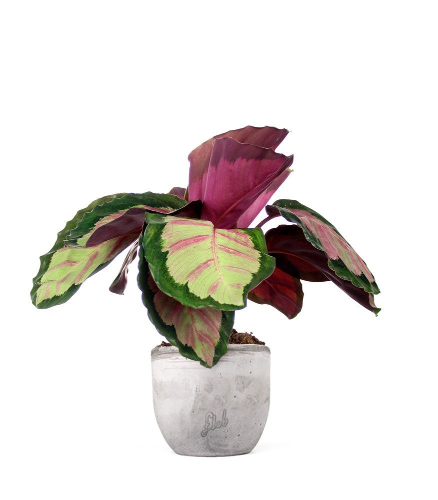 Calathea