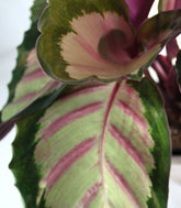 Calathea