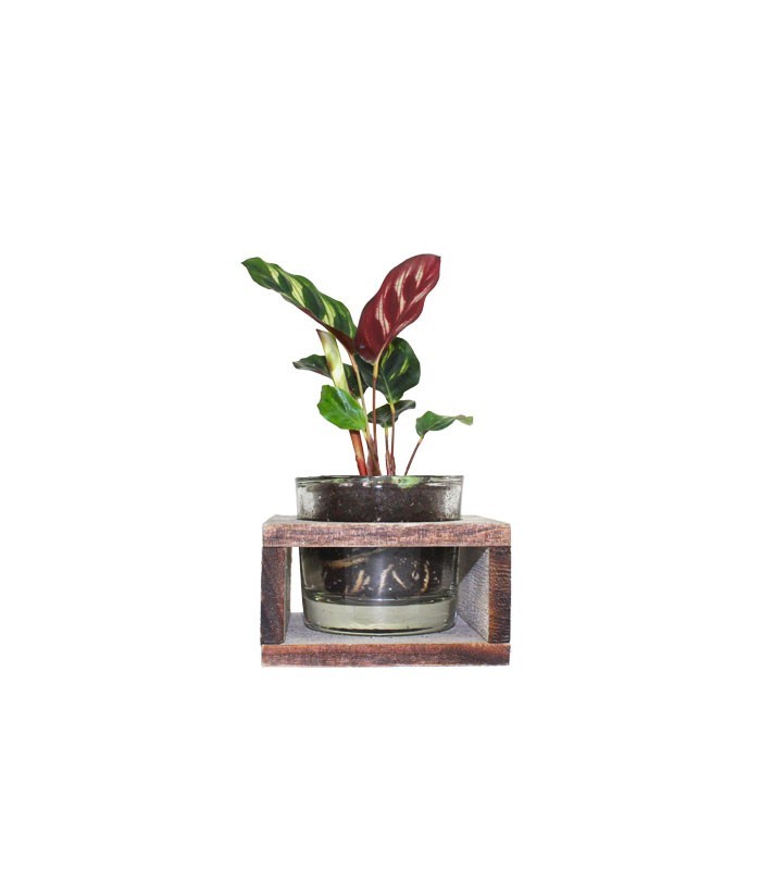 Calathea con supporto in legno
