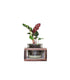Calathea con supporto in legno