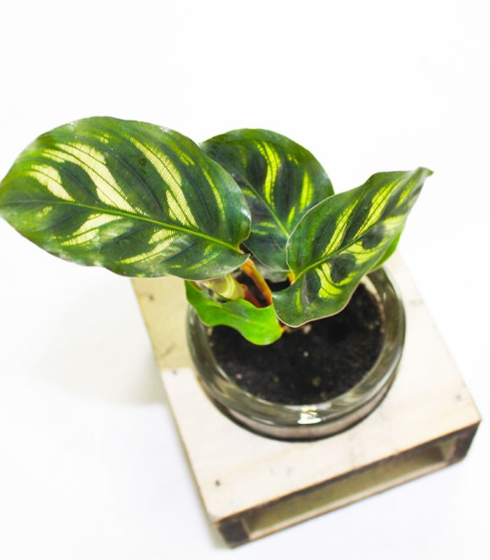 Calathea con supporto in legno