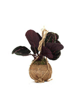 Calathea dottie in fibra di cocco