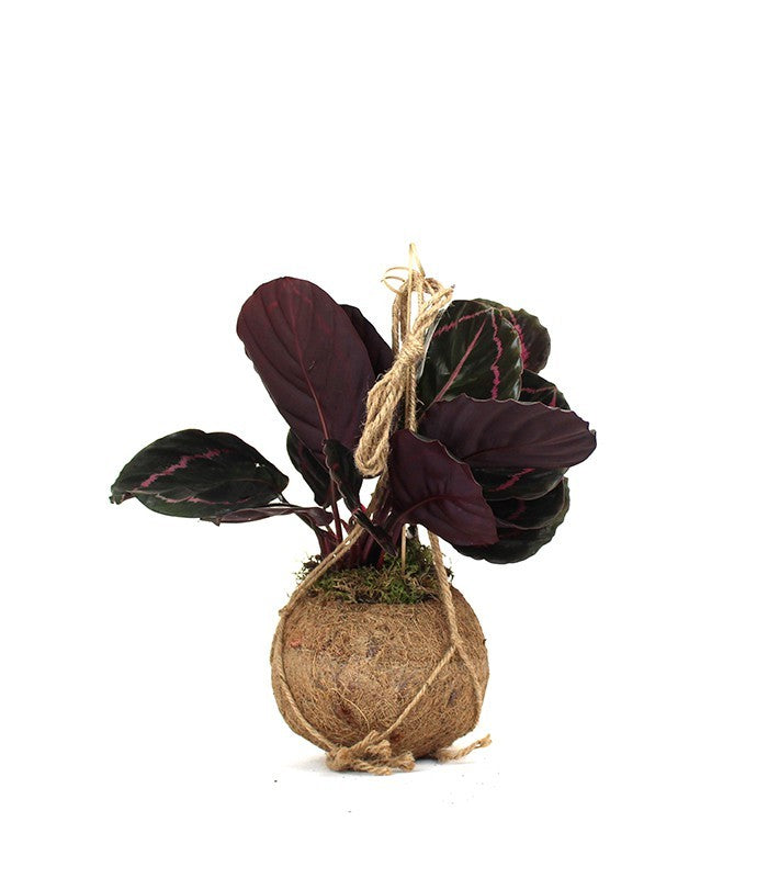 Calathea dottie in fibra di cocco