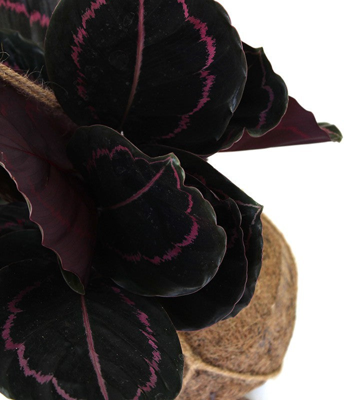 Calathea dottie in fibra di cocco