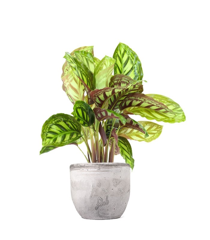 Calathea Flamestar