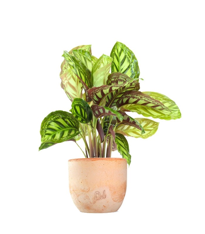 Calathea Flamestar