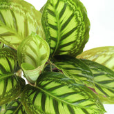 Calathea Flamestar