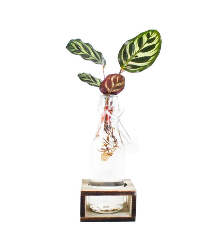 Calathea idroponica con supporto in legno