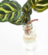 Calathea idroponica in bottiglia