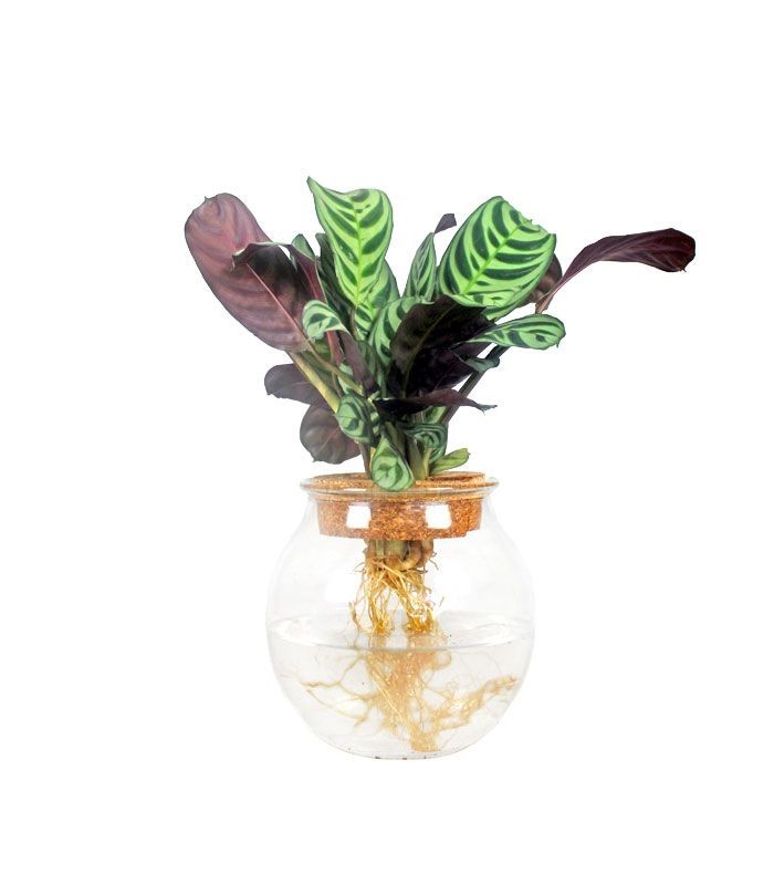 Calathea idroponica in vetro sfera