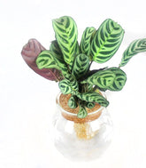 Calathea idroponica in vetro sfera