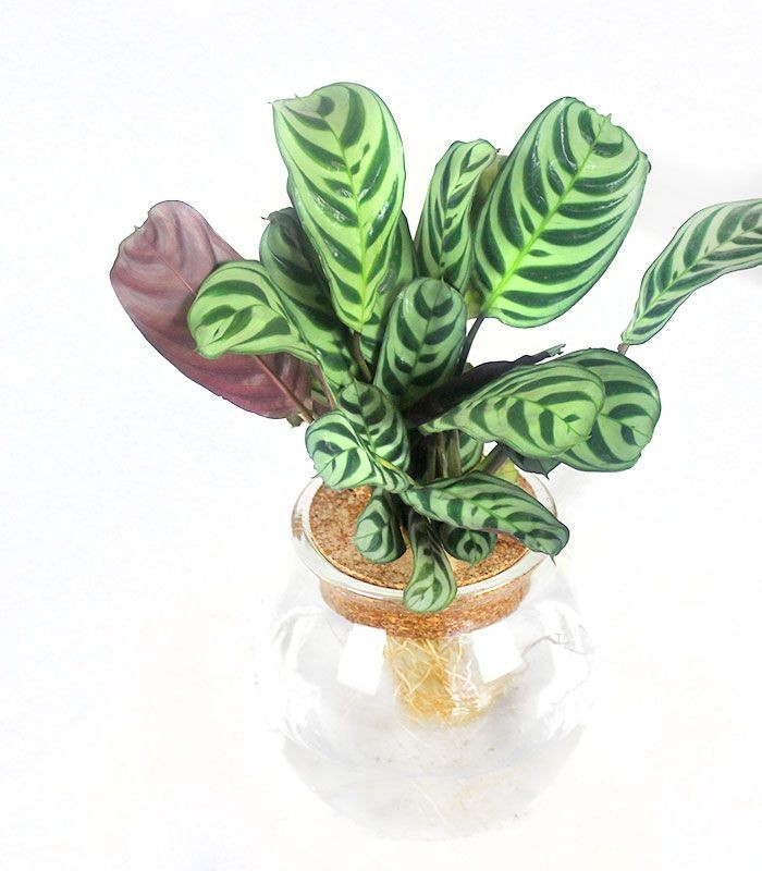 Calathea idroponica in vetro sfera