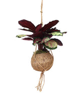 Calathea in fibra di cocco