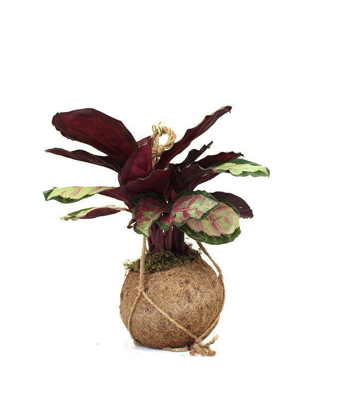 Calathea in fibra di cocco