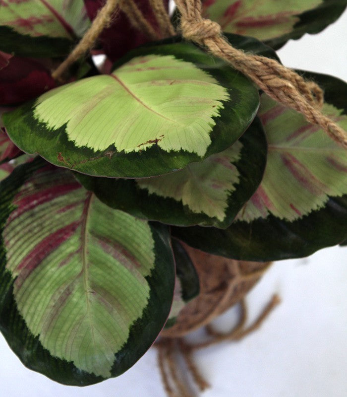 Calathea in fibra di cocco