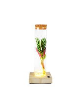 Calathea in vetro con led