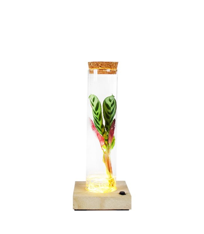Calathea in vetro con led