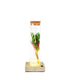Calathea in vetro con led